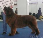 Превью фото № 26130