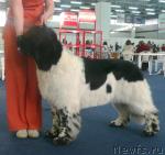 Превью фото № 26133