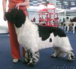 Превью фото № 26134