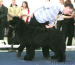 Превью фото № 26166