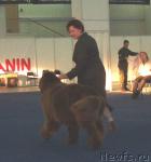 Превью фото № 26182