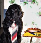 Превью фото № 26221