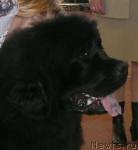 Превью фото № 26337