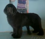 Превью фото № 26341