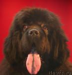 Превью фото № 26342