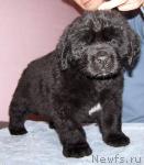 Превью фото № 26376