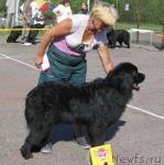 Превью фото № 264