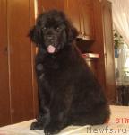 Превью фото № 26603