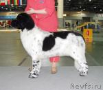 Превью фото № 26672