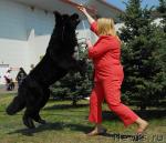 Превью фото № 26702