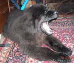 Превью фото № 2688