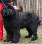 Превью фото № 26911