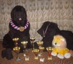 Превью фото № 27110