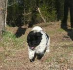 Превью фото № 27115