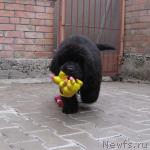 Превью фото № 2755