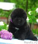 Превью фото № 28226