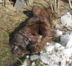 Превью фото № 28300