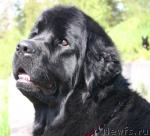 Превью фото № 28398