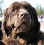 Превью фото № 28399