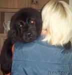 Превью фото № 28500