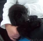 Превью фото № 28507