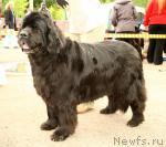 Превью фото № 28600