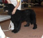 Превью фото № 29076