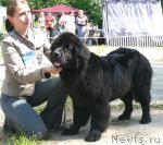 Превью фото № 29108