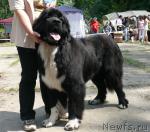 Превью фото № 29118