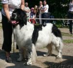 Превью фото № 29151