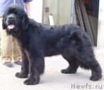 Превью фото № 29179