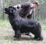 Превью фото № 29445