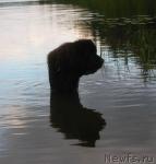 Превью фото № 29550