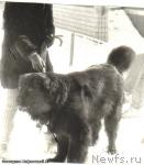 Превью фото № 29693