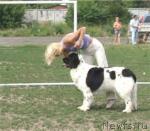 Превью фото № 30052