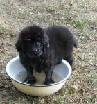 Превью фото № 30198