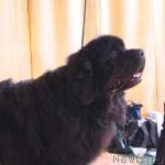 Превью фото № 3032