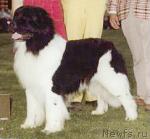 Превью фото № 305