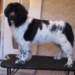 Превью фото № 3053