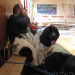 Превью фото № 3057