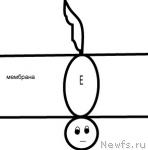 Превью фото № 30960