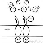 Превью фото № 30961