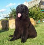 Превью фото № 31064