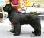 Превью фото № 31142