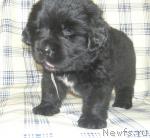 Превью фото № 31147