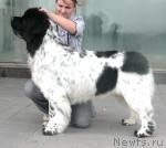 Превью фото № 31265