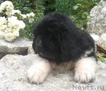 Превью фото № 31512