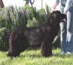 Превью фото № 31520