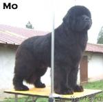 Превью фото № 31521