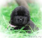 Превью фото № 31577